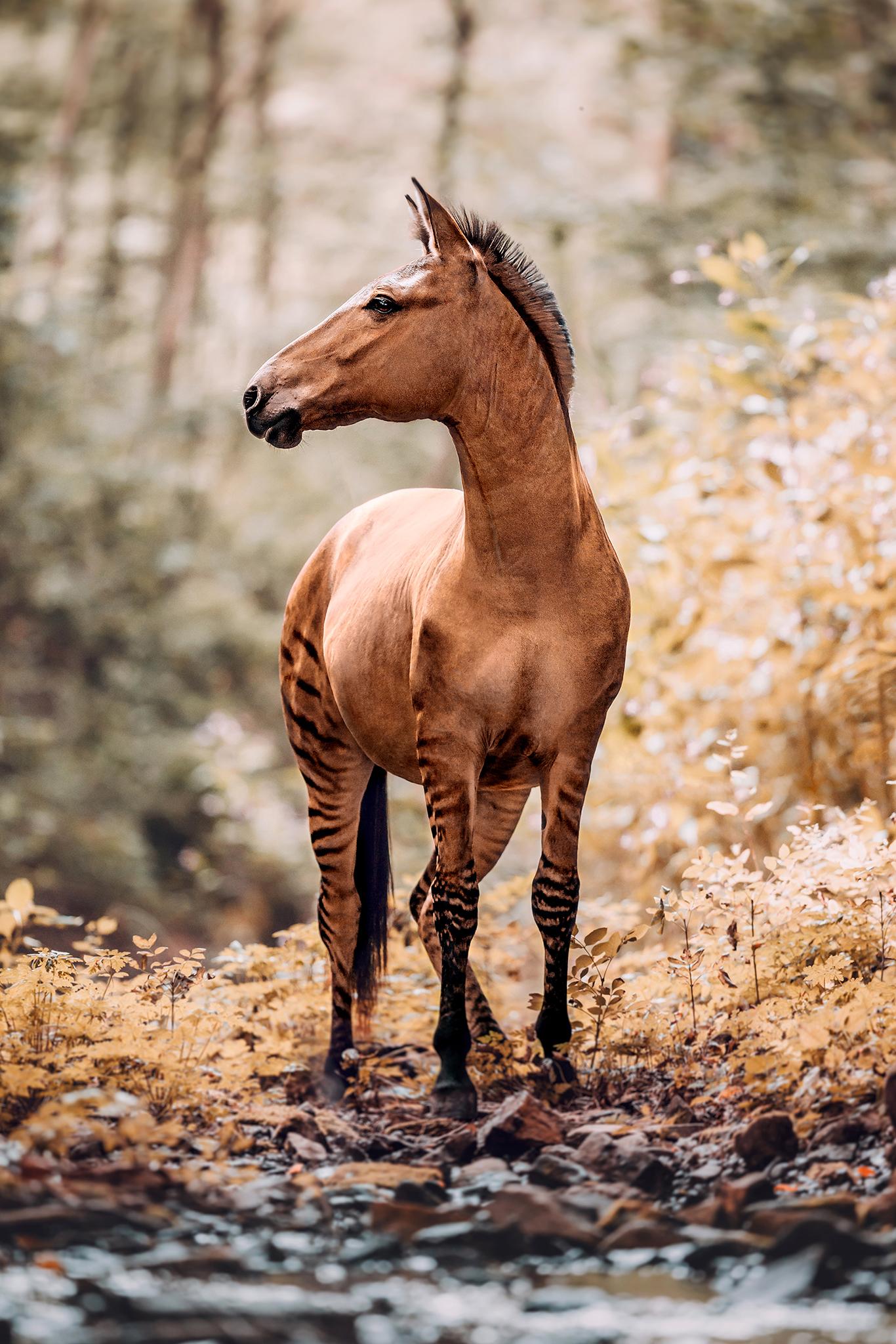 equus zebra